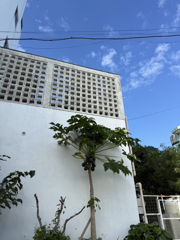 パパイヤの木〜その後〜